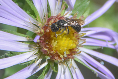 Ceratina calcarata