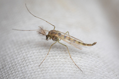 Chironomidae