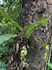Polypodiaceae