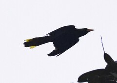 Psarocolius angustifrons