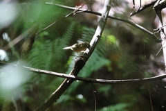 Helmitheros vermivorum