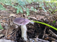 Tylopilus
