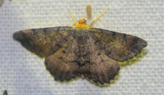 Macaria transitaria