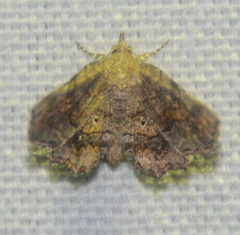 Pangrapta decoralis