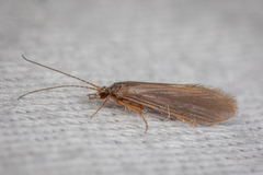 Trichoptera