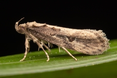 Atomotricha chloronota