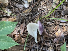 Tylopilus
