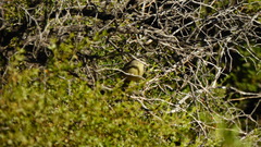 Stigmatura budytoides