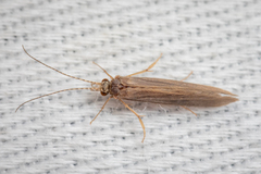 Trichoptera