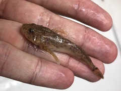 Cottus ricei