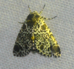 Harrisimemna trisignata