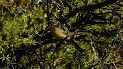 Stigmatura budytoides