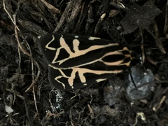 Apantesis williamsii