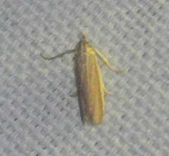 Tampa dimediatella