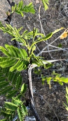 Vachellia aroma