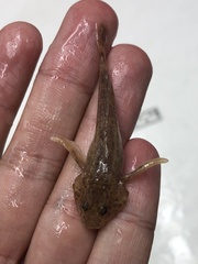 Cottus ricei