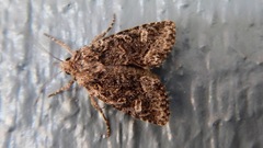 Eriopygini