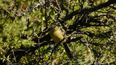 Stigmatura budytoides