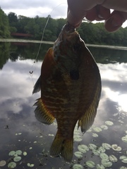 Lepomis gibbosus × macrochirus