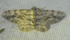 Anavitrinella pampinaria