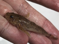 Cottus ricei