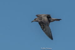Larus argentatus