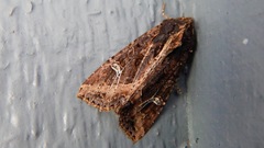 Helotropha reniformis