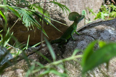 Basiliscus galeritus