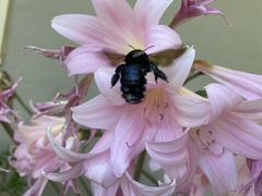 Xylocopa sonorina
