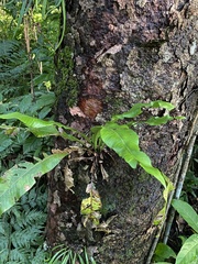 Polypodiaceae