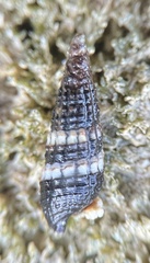 Lampanella minima