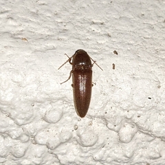 Melanotus
