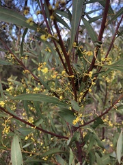Acacia rubida