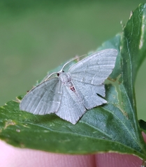 Chloropteryx tepperaria
