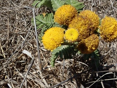 Tanacetum bipinnatum