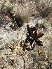 Lomatium nudicaule