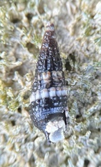 Lampanella minima
