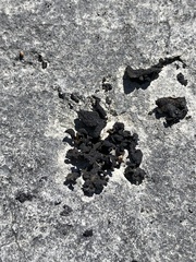 Lathagrium undulatum