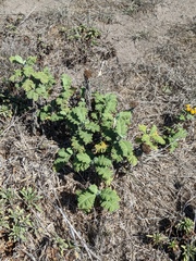 Tanacetum bipinnatum
