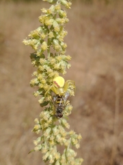 Misumena vatia