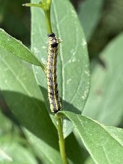 Cucullia convexipennis