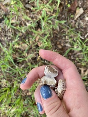 Strobilomyces strobilaceus