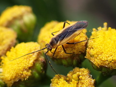 Lopidea robiniae