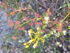 Drosera pallida