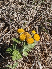 Tanacetum bipinnatum