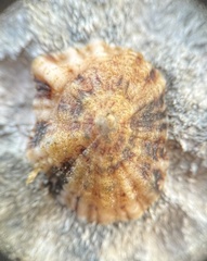 Siphonaria alternata