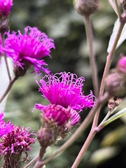 Vernonia noveboracensis