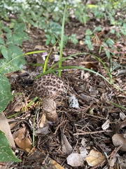 Strobilomyces strobilaceus