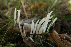 Clavaria fragilis