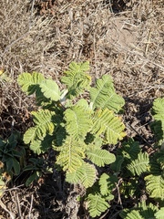 Tanacetum bipinnatum